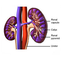 Lupus Nephritis Symptoms