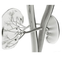 Chronic Nephritis Diagnosed