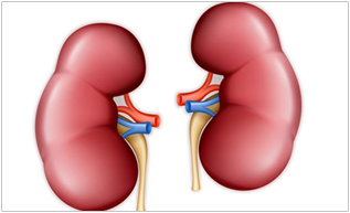 Basic Information about Kidney