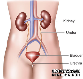 Some Advices in The Treatment of Lupus Nephritis