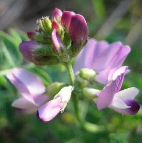Astragalus For Kidney Failure