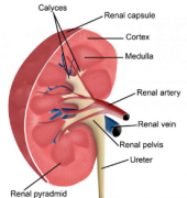 What Causes Chronic Kidney Disease