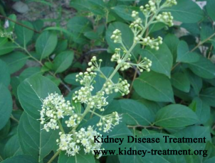 Herbs to Shrink Kidney Cyst