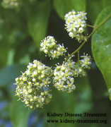 Tripterygium Wilfordii for Kidney Proteinuria