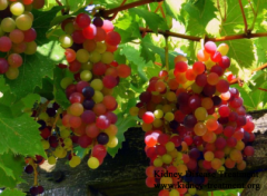 Is Grape Good for Lupus Nephritis Patients