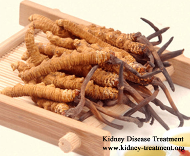 What are the Effects of Cordyceps Sinensis on Kidney Disease Patients