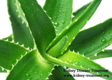 Is Aloe Vera Juice Beneficial for Kidney Patients  