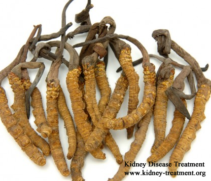 Is Cordyceps Sinensis Helpful for Kidney Disease Patients