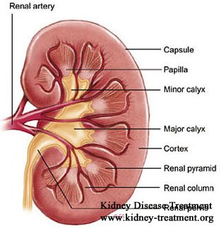 kidney