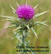 Natural Plants & Herbs for Kidney Failure and GFR 14