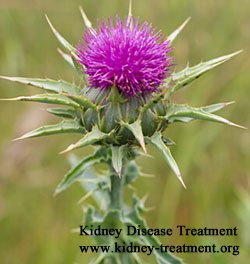 Natural Plants & Herbs for Kidney Failure and GFR 14
