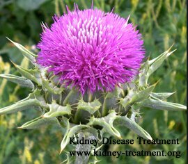 Herbs for Improving Kidney Function in Nephrotic Syndrome