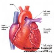 Chronic Kidney Failure can induce Cardiovascular System Disease