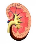 Kidney Size is Normal does that Means I have no Kidney Disease