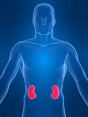 Can People Live a Normal Life with Only One Kidney