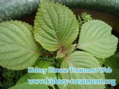 What Chinese Herbal Medicine is Helpful for the Treatment of Polycystic Kidney Disease