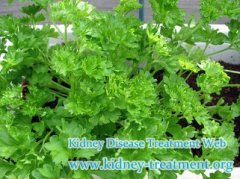 Is Parsley Good for Patient with Chronic Kidney Disease