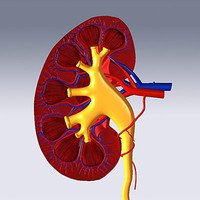 What is Enlarged Kidney and What are the Symptoms of It