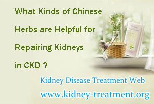 What Kinds of Chinese Herbs are Helpful for Repairing Kidneys in CKD