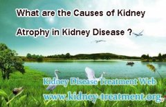 What are the Causes of Kidney Atrophy in Kidney Disease