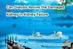 Can Dialysis Revive the Damaged Kidney in Kidney Failure