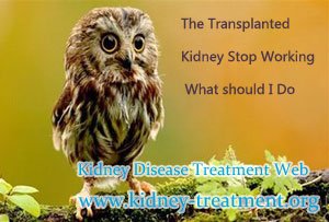 The Transplanted Kidney Stop Working What should I Do