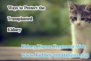 Ways to Protect the Transplanted Kidney