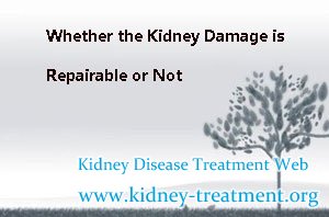 Whether the Kidney Damage is Repairable or Not