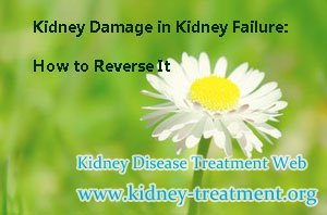 Kidney Damage in Kidney Failure: How to Reverse It