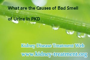 What are the Causes of Bad Smell of Urine in PKD