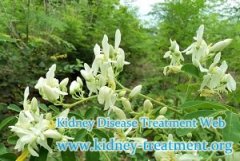 Can Moringa Cure Diabetic Nephropathy