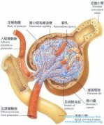 Why Does Doctor Prescribe Antihypertensive Drugs For Patients Without Hypertension